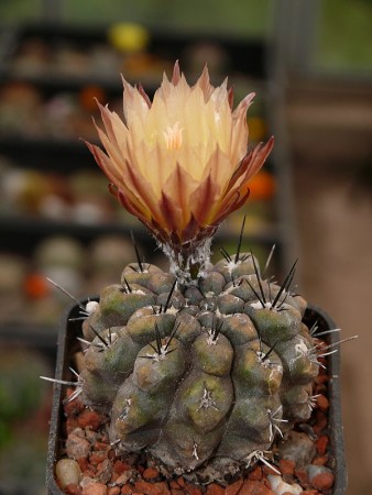 Pyrrhocactus dimorphus